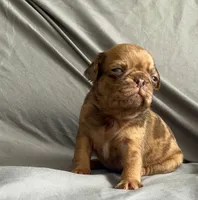 Chocolate apricot Merle boy, a male Pug for sale in Powell, TN – 4 of 8
