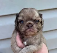 Fluffy chocolate Merle boy, a male Pug for sale in Powell, TN – 5 of 5