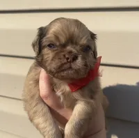 Fluffy chocolate Merle boy, a male Pug for sale in Powell, TN – 1 of 5