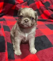 Chocolate Merle fluffy , a male Pug for sale in Powell, TN – 5 of 6