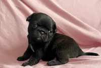 Black/brindle female , a female Pug for sale in Powell, TN – 6 of 6