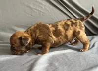 Chocolate apricot Merle boy, a male Pug for sale in Powell, TN – 5 of 8