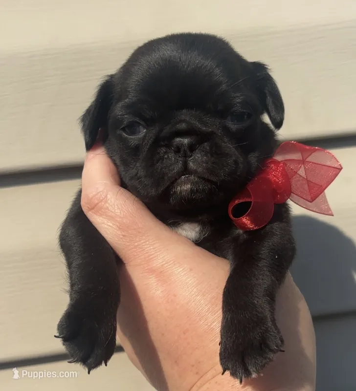 Black/brindle female  – Pug puppy for sale in Powell, TN