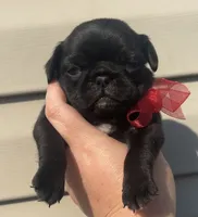 Black/brindle female , a female Pug for sale in Powell, TN – 1 of 6