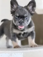 Litter 1, a male French Bulldog for sale in Pomona, CA – 2 of 4
