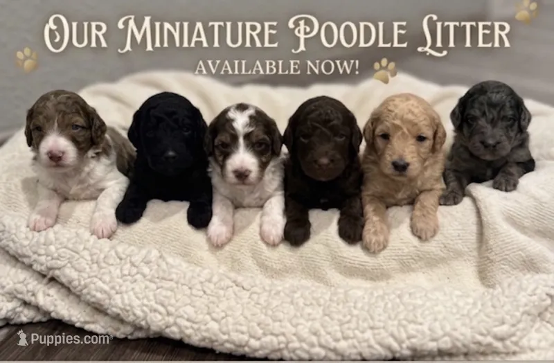 Galaxy  – Poodle - Miniature  puppy for sale in Pomona, CA