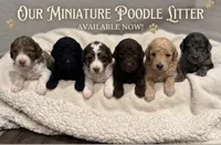 Litter #1 , a female Poodle - Miniature  for sale in Pomona, CA – 1 of 1