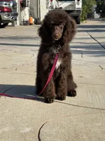 Litter #1 , a female Poodle - Miniature  for sale in Pomona, CA – 2 of 3