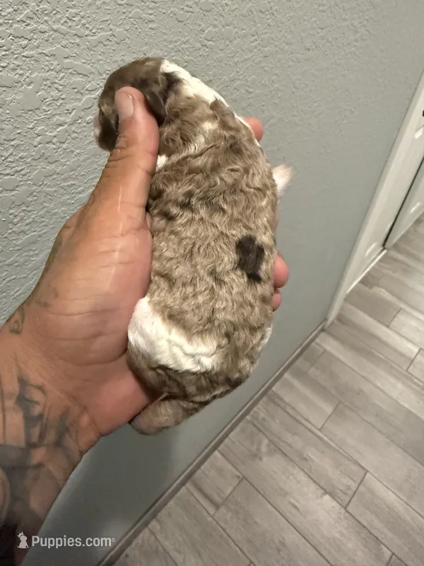 Galaxy  – Poodle - Miniature  puppy for sale in Pomona, CA