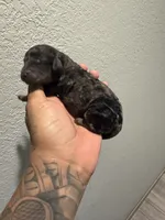 Galaxy , a female Poodle - Miniature  for sale in Pomona, CA – 6 of 7