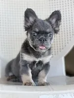 Litter 1, a male French Bulldog for sale in Pomona, CA – 3 of 4