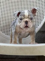 Litter 1, a male French Bulldog for sale in Pomona, CA – 4 of 4