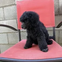 Litter #1 , a female Poodle - Miniature  for sale in Pomona, CA – 3 of 3