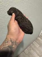 Galaxy , a female Poodle - Miniature  for sale in Pomona, CA – 2 of 7