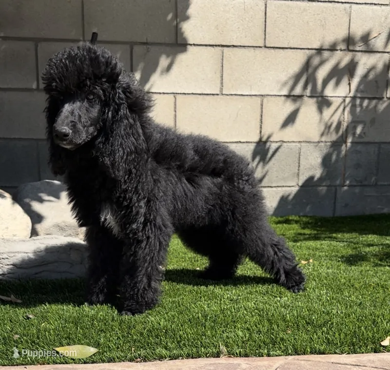 Litter #1  – Poodle - Miniature  puppy for sale in Pomona, CA