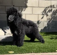 Litter #1 , a female Poodle - Miniature  for sale in Pomona, CA – 1 of 3