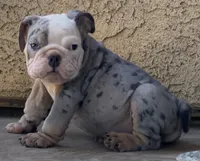 Litter 1, a male French Bulldog for sale in Pomona, CA – 1 of 4