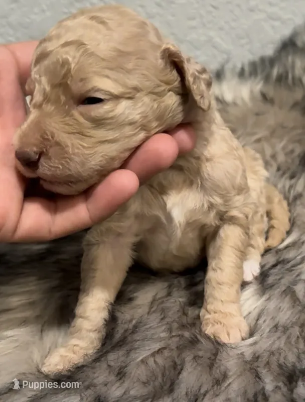 Galaxy  – Poodle - Miniature  puppy for sale in Pomona, CA