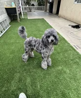 Galaxy , a female Poodle - Miniature  for sale in Pomona, CA – 5 of 7