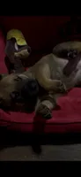 Layla , a female Belgian Malinois for sale in Los Angeles, CA – 3 of 4