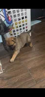 Layla , a female Belgian Malinois for sale in Los Angeles, CA – 2 of 4