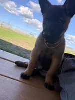 Yetti + Yaka , a male Belgian Malinois for sale in Los Angeles, CA – Photo 3 of 8