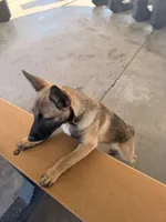 Yetti + Yaka , a male Belgian Malinois for sale in Los Angeles, CA – Photo 4 of 8