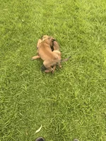 Yetti + Yaka , a male Belgian Malinois for sale in Los Angeles, CA – Photo 8 of 8