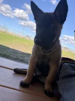 Yetti + Yaka , a male Belgian Malinois for sale in Los Angeles, CA – Photo 2 of 8