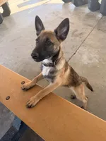 Yetti + Yaka , a male Belgian Malinois for sale in Los Angeles, CA – Photo 5 of 8