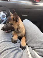 Yetti + Yaka , a male Belgian Malinois for sale in Los Angeles, CA – Photo 6 of 8