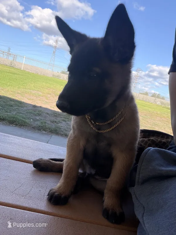 Yetti + Yaka  – Belgian Malinois puppy for sale in Los Angeles, CA