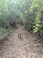 Yetti + Yaka , a male Belgian Malinois for sale in Los Angeles, CA – Photo 7 of 8