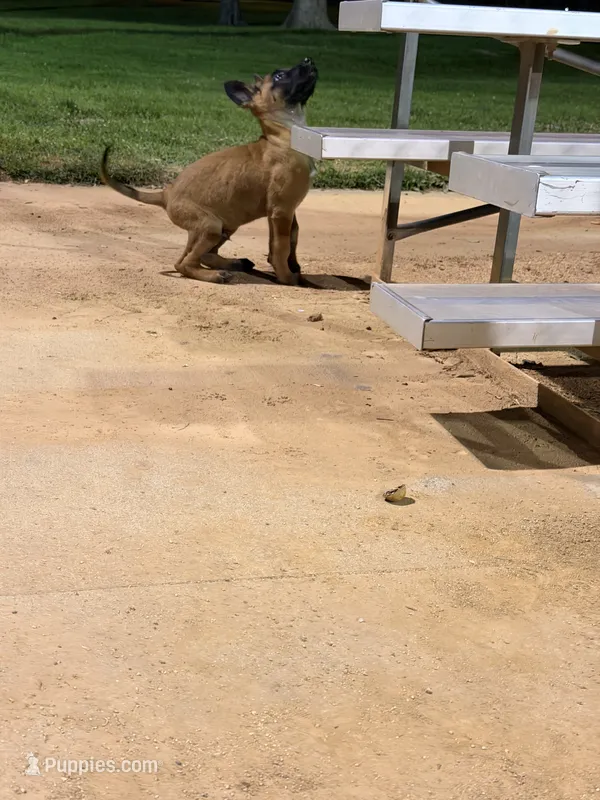 Yetti , a male Belgian Malinois for sale in Los Angeles, CA – 1 of 3