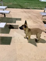 Yetti , a male Belgian Malinois for sale in Los Angeles, CA – 3 of 3