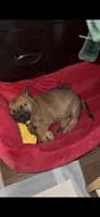 Layla , a female Belgian Malinois for sale in Los Angeles, CA – 1 of 4