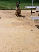Yetti , a male Belgian Malinois for sale in Los Angeles, CA – 2 of 3