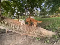 Willow, a female Golden Retriever for sale in Lonsdale, MN – 3 of 7