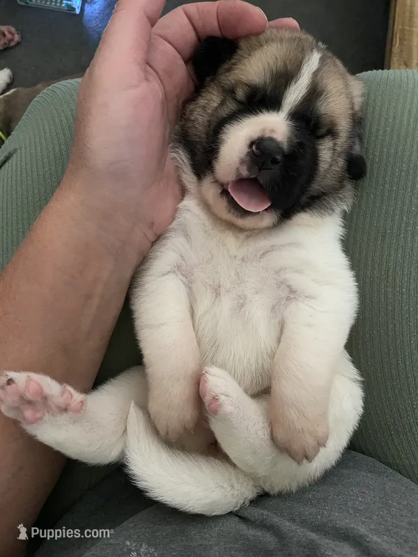 Princess – Anatolian Shepherd Dog, Great Pyrenees puppy for sale in Lonsdale, MN