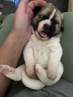 Princess, a female Anatolian Shepherd Dog and Great Pyrenees for sale in Lonsdale, MN – 1 of 5