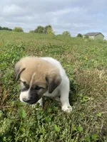 Princess, a female Anatolian Shepherd Dog and Great Pyrenees for sale in Lonsdale, MN – 4 of 5