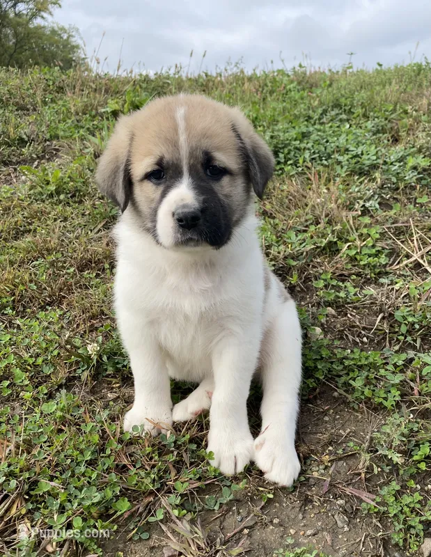 Princess – Anatolian Shepherd Dog, Great Pyrenees puppy for sale in Lonsdale, MN