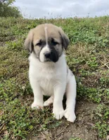 Princess, a female Anatolian Shepherd Dog and Great Pyrenees for sale in Lonsdale, MN – 1 of 5