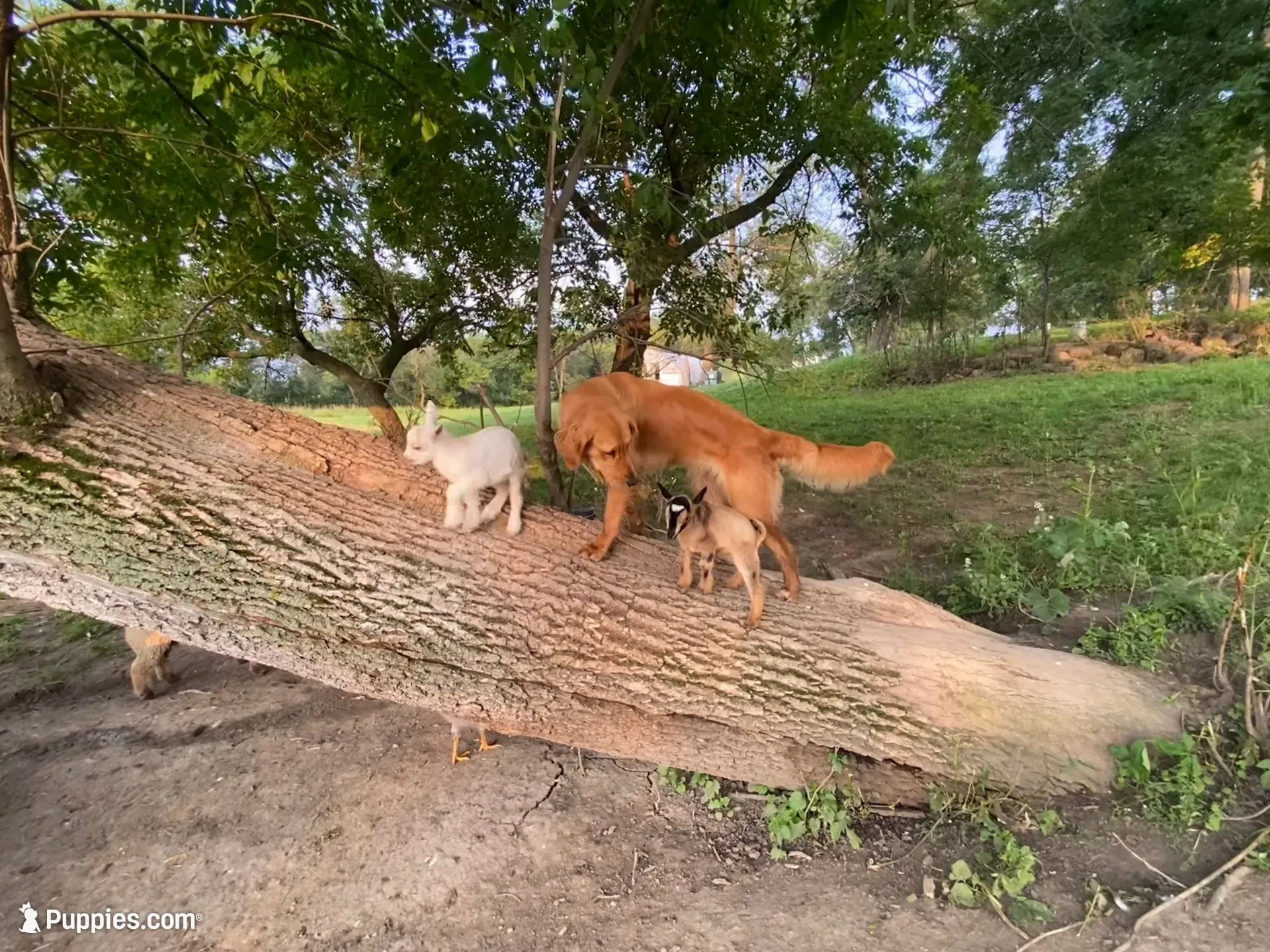Chewy's pups, a  Golden Retriever for sale in Lonsdale, MN – 2 of 9