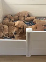 Maple, a female Golden Retriever for sale in Lonsdale, MN – 2 of 6