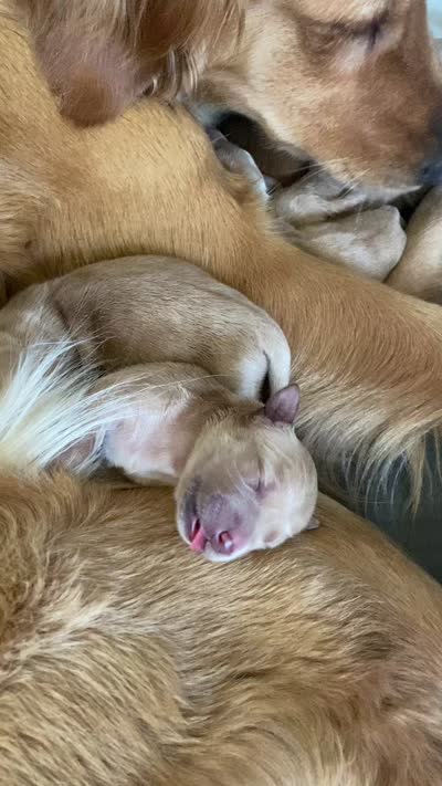 Hans, a male Golden Retriever for sale in Lonsdale, MN – 6 of 10