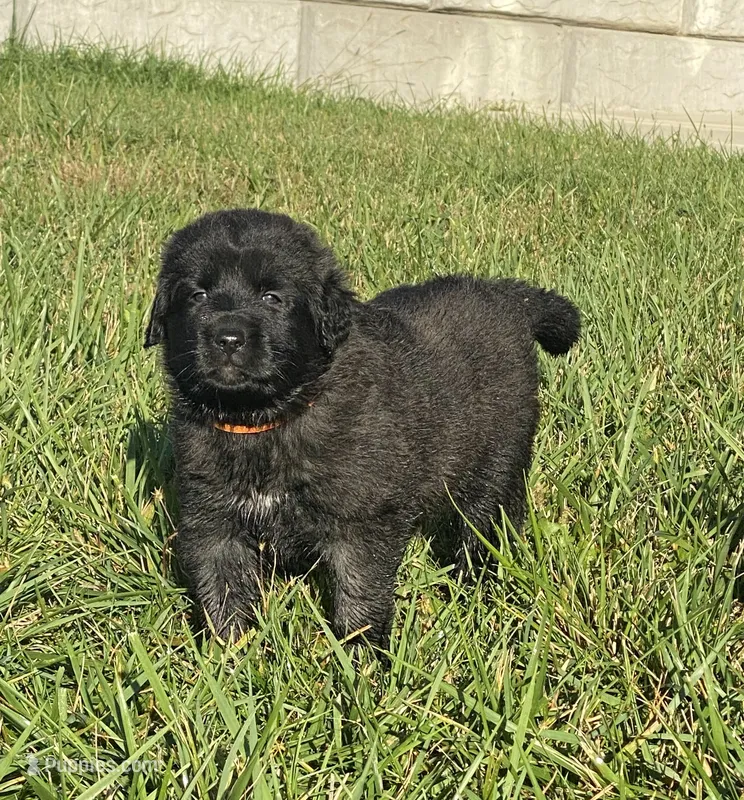Ebony – Anatolian Shepherd Dog, Great Pyrenees puppy for sale in Lonsdale, MN