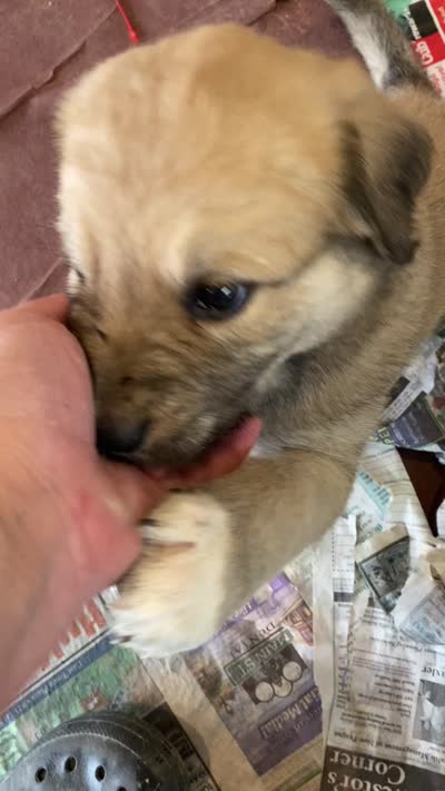 Juno, a female Anatolian Shepherd Dog and English Mastiff for sale in Lonsdale, MN – 3 of 7