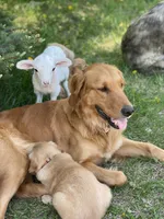 Willow, a female Golden Retriever for sale in Lonsdale, MN – 2 of 7