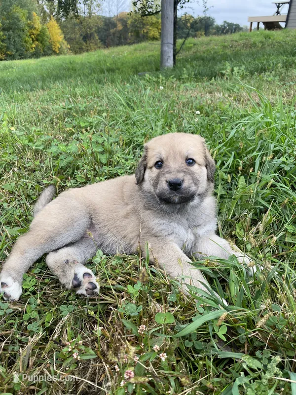 Juno – Anatolian Shepherd Dog, English Mastiff puppy for sale in Lonsdale, MN